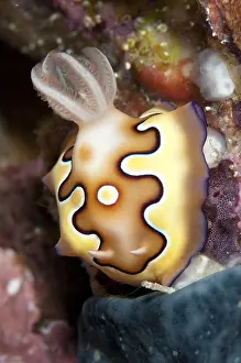 Dampier: Co's Chromodoris Nudibranch - Mioskon dive site