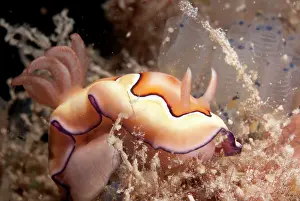 Sipadan: Co's Chromodoris Nudibranch near food (sea squirts)