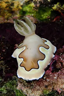 Slug: Co's Nudibranch - Coral Garden dive site, Tulamben