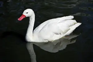 Coscoroba: Coscorba Swan - swimming on lake
