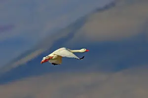 Coscoroba: Coscoroba Swan