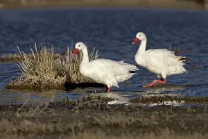 Coscoroba: Coscoroba Swan