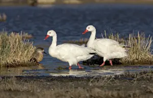 Coscoroba: Coscoroba swan