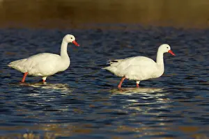 Coscoroba: Coscoroba Swan