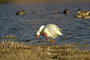 Coscoroba: Coscoroba swan