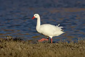 Coscoroba: Coscoroba Swan