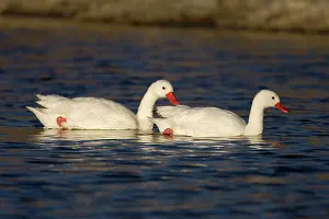 Coscoroba: Coscoroba swan