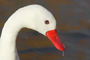 Coscoroba: Coscoroba Swan