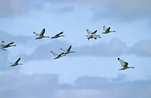 Yves Bilat: Coscoroba Swan - in flight - post breeding concentration