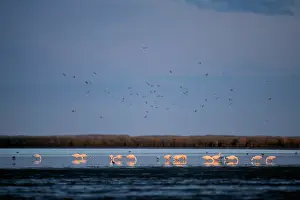 Pampa: Coscoroba Swan - post breeding concentration