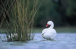 Pampa: Coscoroba Swan - standing in water at the breeding site