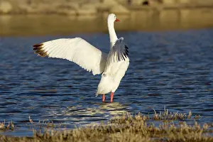 Coscoroba: Coscoroba Swan - wings outstretched