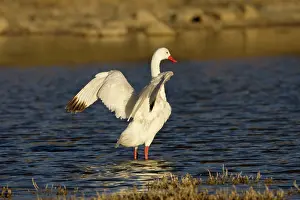 Coscoroba: Coscoroba Swan - wings outstretched