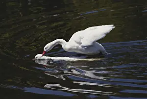 1978: Coscoroba Swans