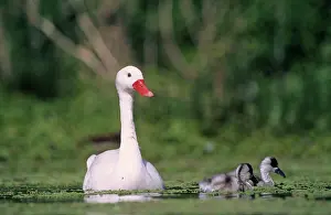 Pampa: Coscoroba Swans - adult with young in water at