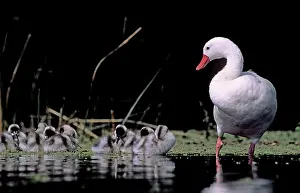 Pampa: Coscoroba Swans - adult with young in water at