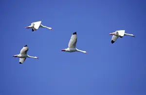 Yves Bilat: Coscoroba Swans - in flight