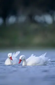 Pampa: Coscoroba Swans - in water at the breeding site
