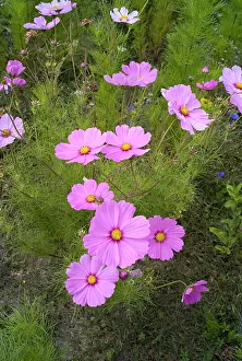 Bipinnatus: Cosmos