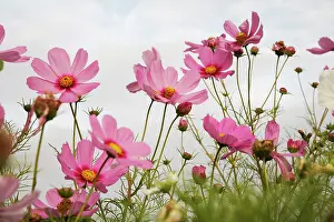 Bipinnatus: Cosmos