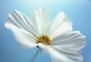 Bipinnatus: Cosmos