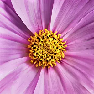 Bipinnatus: Cosmos