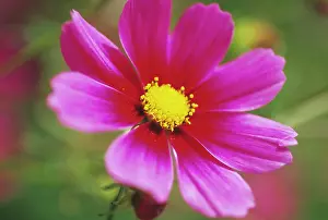 Tetra: Cosmos