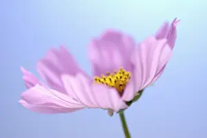 Bipinnatus: Cosmos