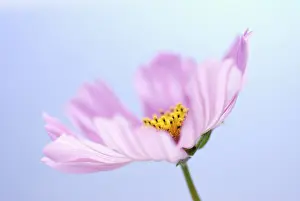 Bipinnatus: Cosmos