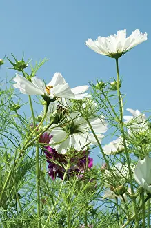 Bipinnatus: Cosmos