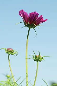 Bipinnatus: Cosmos