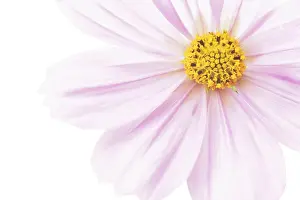 Bipinnatus: Cosmos