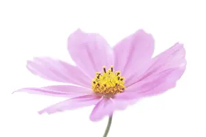Bipinnatus: Cosmos