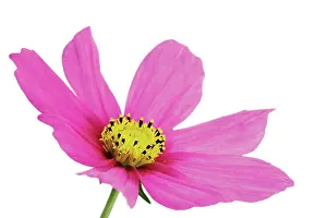 Bipinnatus: Cosmos