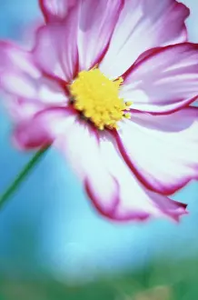 Bipinnatus: Cosmos