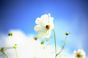 Bipinnatus: Cosmos
