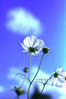 Bipinnatus: Cosmos