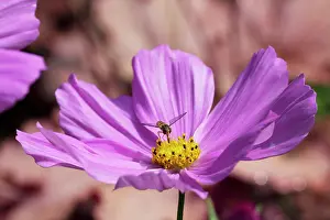 Hoverflies: Cosmos