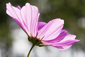 Bipinnatus: Cosmos