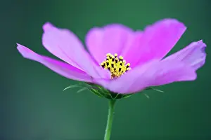 Bipinnatus: Cosmos
