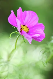 Bipinnatus: Cosmos
