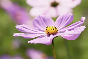 Bipinnatus: Cosmos