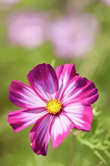 Bipinnatus: Cosmos