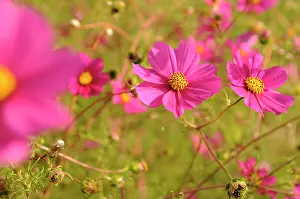 Frankfurt: Cosmos