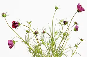 Frankfurt: Cosmos