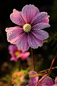 Frankfurt: Cosmos
