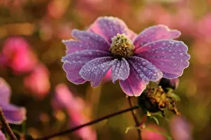 Frankfurt: Cosmos