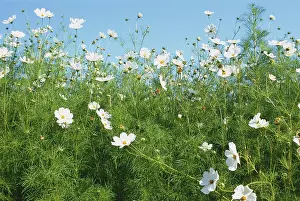 Bipinnatus: Cosmos