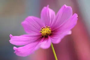 Optimism: Cosmos