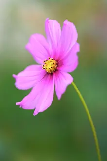 Exquisite: Cosmos